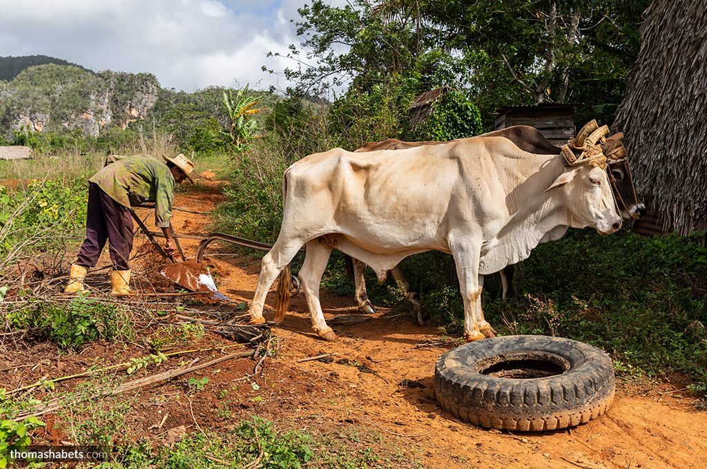 Viñales Cuba