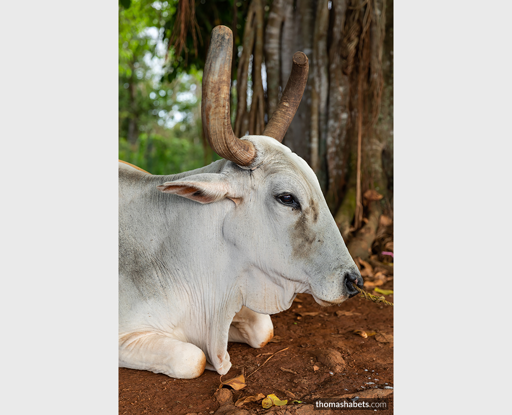 Viñales Cuba