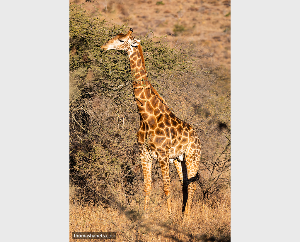South Africa
