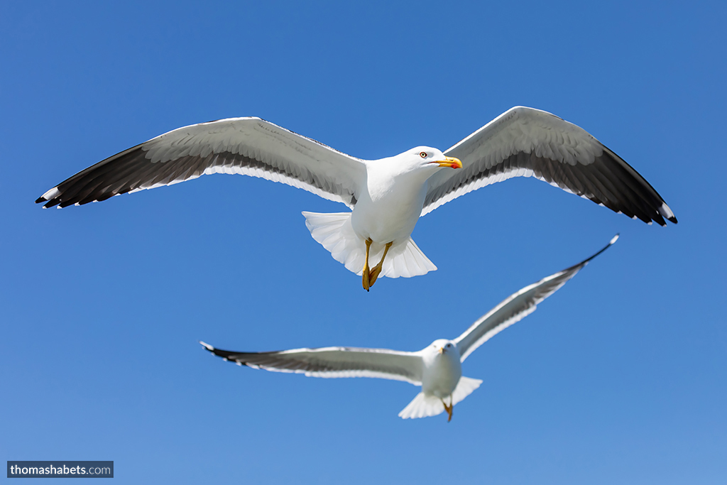 Texel