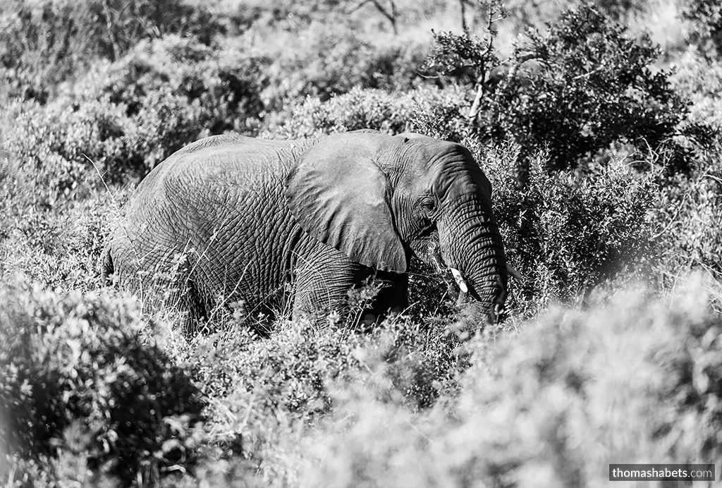 Elephant South Africa