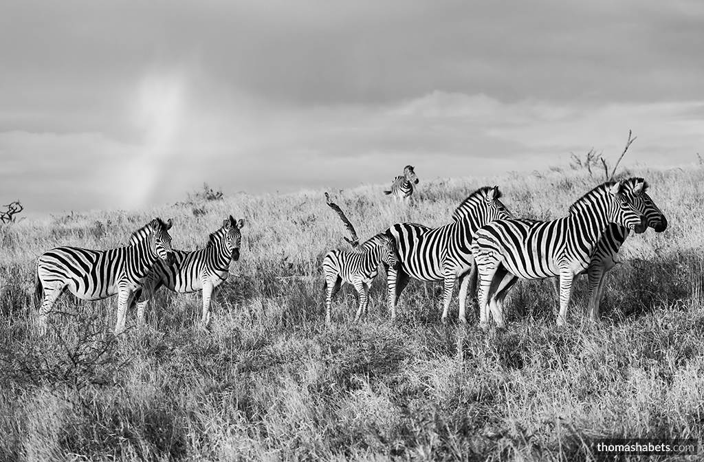 Zebra South Africa