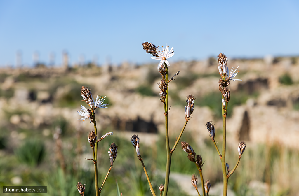 Volubilis