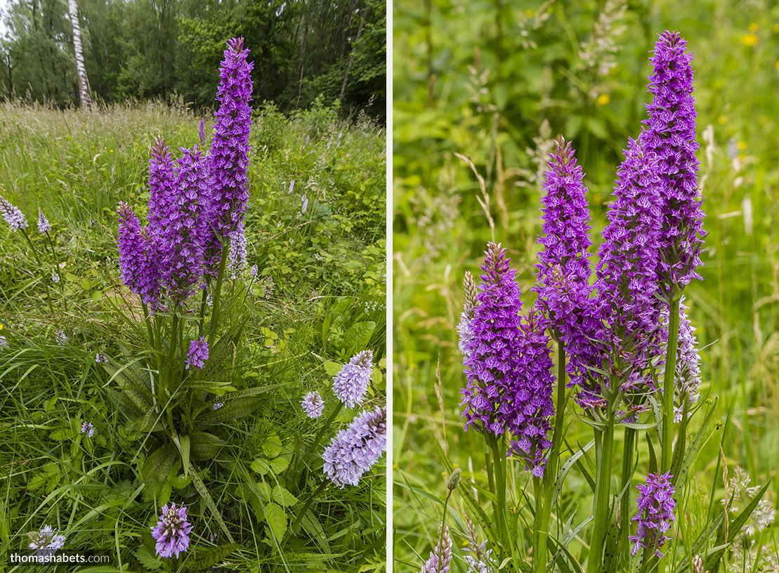 Gevlekte orchis