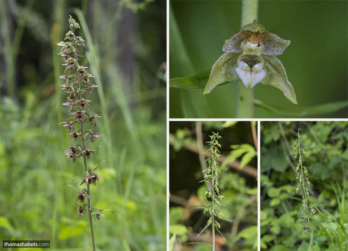 Brede wespenorchis