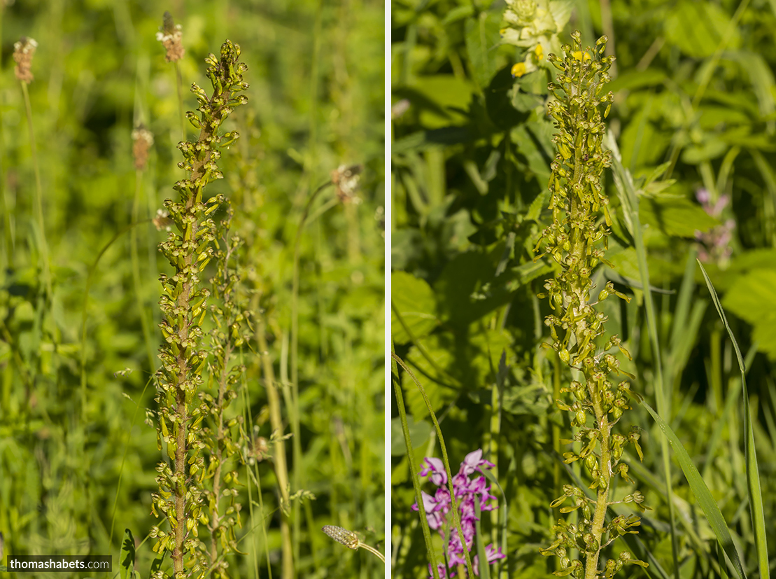 Grote keverorchis