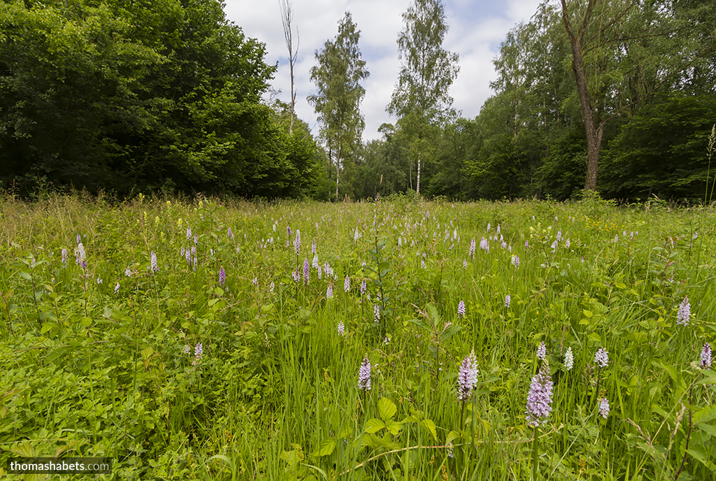 Gevlekte orchis