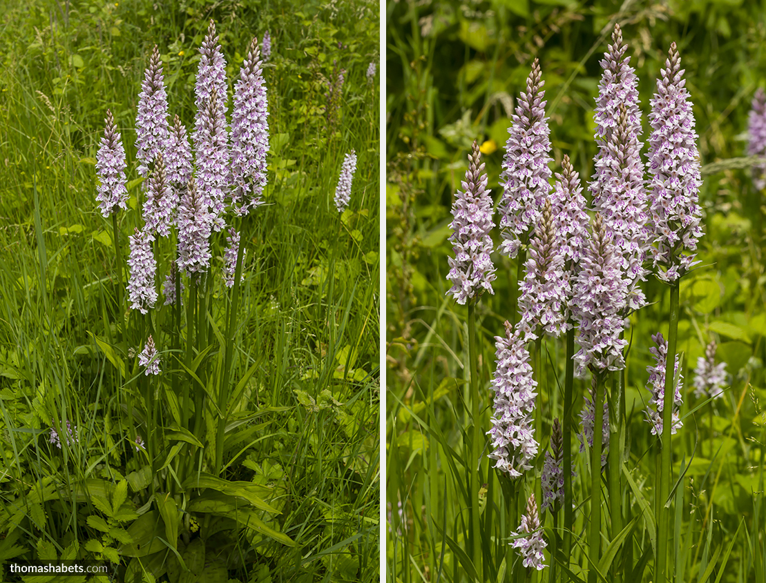 Gevlekte orchis