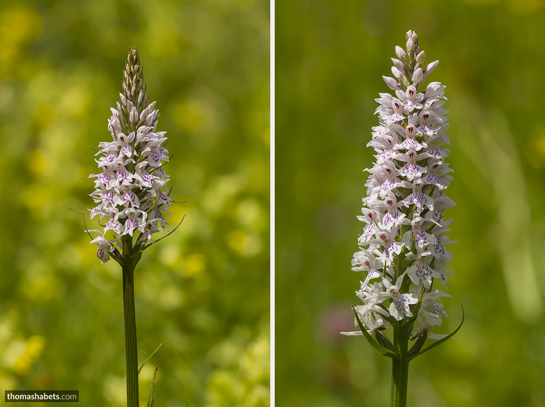 Gevlekte orchis