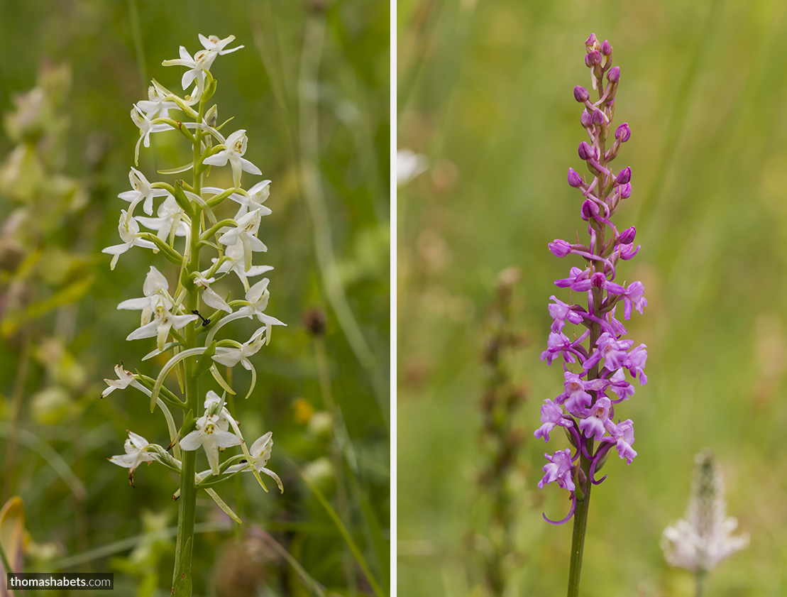 Bergnacht / Grote muggenorchis