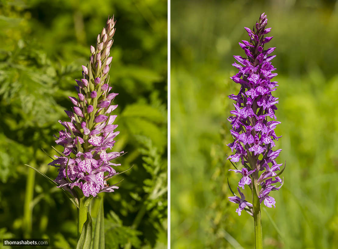 Gevlekte orchis / Rietorchis