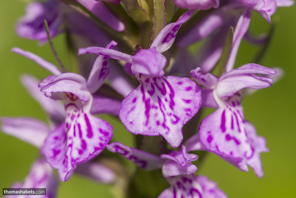 Gevlekte orchis