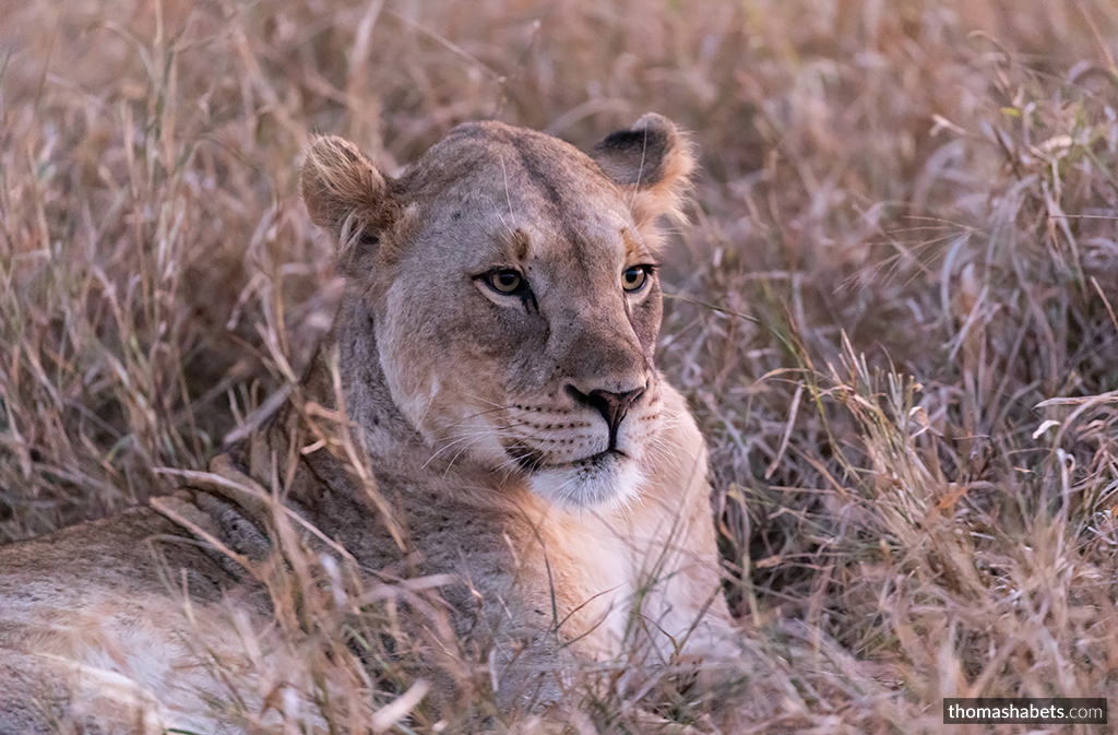 Lioness