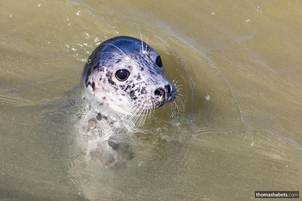 Texel